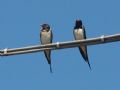 Hirundo rustica